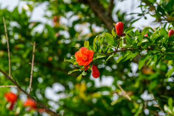 Close-up photo of a spring red Pomegranate (Punica granatum) flower in bloom