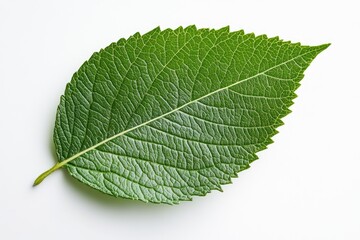 Close-up of a vibrant green leaf