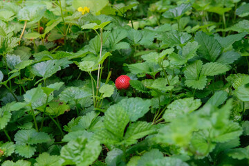 Ripe wild strawberry growing on a bush. Crop of natural wild strawberries. Red Berries. Sunny. Cottage garden.