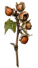 Hazelnut branch with leaves and nuts.