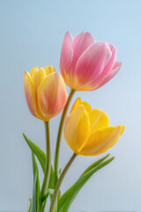 Naklejka premium closeup of minimalist tulips isolated against clean background focusing on their delicate petals and vibrant