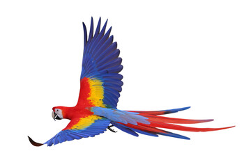 Colorful flying Scarlet Macaw parrot isolated on transparent background png file	