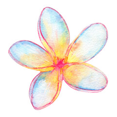 Watercolor hand drawn plumeria tropical flower isolated on white