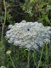 beautiful white flower of field on Cyprus