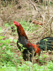 A rooster with red and black feathers standing alert in a natural, grassy outdoor setting.