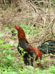 Fototapeta premium A rooster with red and black feathers standing alert in a natural, grassy outdoor setting.