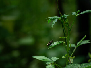 flesh fly bug on fresh green leaf in garden.