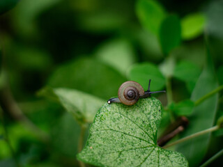 Tiny small snail on fresh green leaf in garden.
