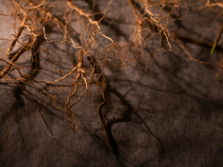 Dried herbal plant root on baking paper. Herbal medicine concept.