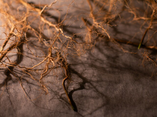 Dried herbal plant root on baking paper. Herbal medicine concept.