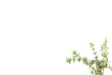 Stem of organic fresh thyme from the garden on a transparent background without shadow, top view,...