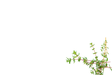 Stem of organic fresh thyme from the garden on a transparent background without shadow, top view, png
