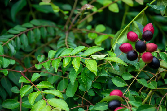 The curry tree (Murraya koenigii) or curry leaf tree. Curry berry leaf tree with green leaves background. Curry Leaves (Murraya koenigii) on a Tree, Herb plant