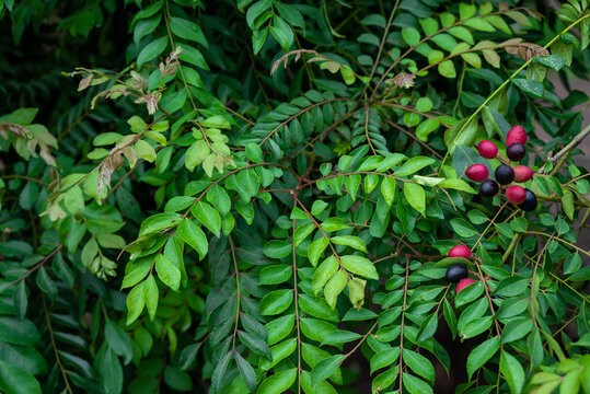 The curry tree (Murraya koenigii) or curry leaf tree. Curry berry leaf tree with green leaves background. Curry Leaves (Murraya koenigii) on a Tree, Herb plant