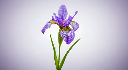 Purple Iris Flower on White Background