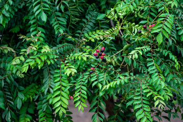 The curry tree (Murraya koenigii) or curry leaf tree. Curry berry leaf tree with green leaves background. Curry Leaves (Murraya koenigii) on a Tree, Herb plant