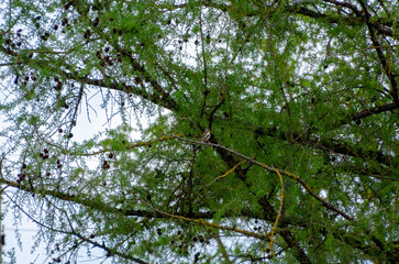 A small Eurasian chaffinch perches quietly on branch in lush spring larch canopy. A calm bird sits...