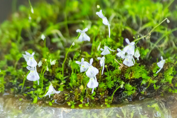 食虫植物ウサギゴケ（モウセンゴケ科）―...