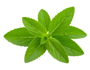 Stevia Leaves &ndash; Bright Green Fresh Herb
