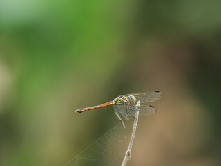 Close-up of a dragonfly perched on a dry twig with a soft green blurred background.