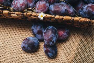 Juicy ripe plums of a rich blue color, lying in a basket on a rustic table, the emphasis on the texture of the peel and the freshness of the fruit
