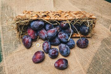 Macro photo of fresh blue plums falling out of a basket
