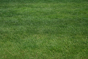 mown moved Green grass lawn meadow field in perspective as background. Lush, vibrant green grass blades reach towards the sunlight, refreshing and natural scene of growth and vitality in prospect