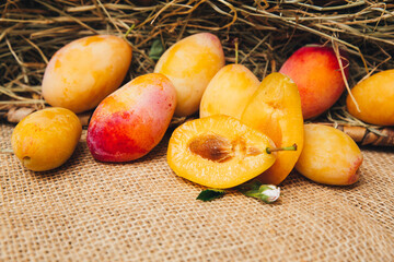 Yellow juicy plums fall out of a wicker basket onto a table, bright color and smooth skin and...