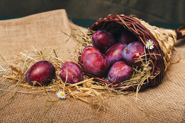 Juicy blue plums in a basket on a table, emphasis on the texture of the peel and natural composition