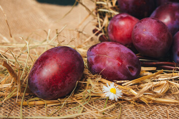 Close-up of juicy large plums on table among straw