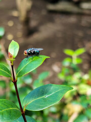 Flies, flying insects with red eyes and thin wings perched on green leaves, this type is often seen flying in kitchens and trash, with a blurred natural background.
