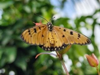 Butterflies on fresh leaves in the garden at morning after rain close-up macro. Beautiful colorful artistic image with soft focus.