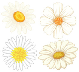 Fototapeta premium Elegant Daisy Vector Illustration Set