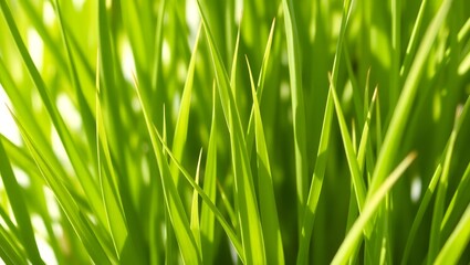 Naklejka premium fresh green grass