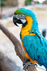 Vibrant macaw parrot perched branch tropical environment wildlife close-up view
