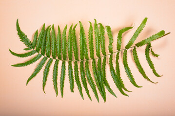 Vibrant green fern leaf natural setting botanical minimalist design close-up view nature's beauty
