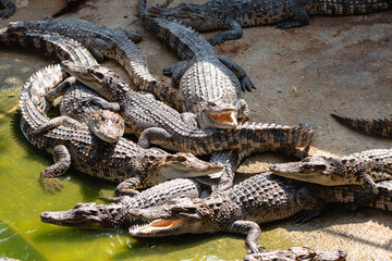 Crocodile nesting behavior wetland habitat wildlife natural environment ground view animal behavior