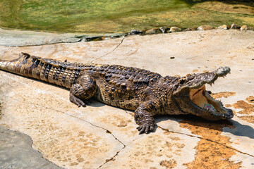 Crocodile displays powerful yawn wildlife sanctuary animal natural habitat close-up wildlife behavior