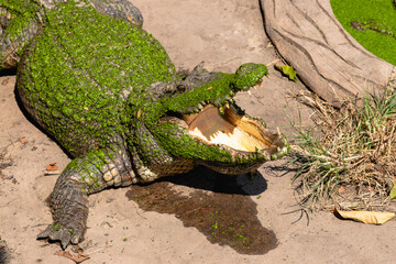 Crocodile yawns amidst lush greenery wildlife sanctuary animal natural habitat close-up nature...