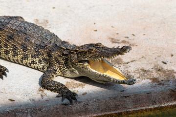 Crocodile yawning in natural habitat wildlife observation outdoor environment close-up view