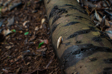 森に棲む巻貝、キセルガイ