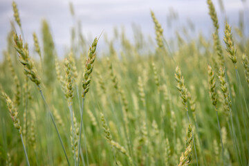 A green ear of wheat in an agricultural field