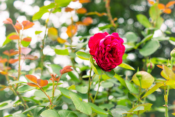 真紅の一輪のバラ ― 野外で輝く美しさと生命力｜A Single Crimson Rose –...