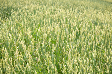 A green ear of wheat in an agricultural field