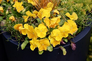 bouquet of yellow flowers in pot