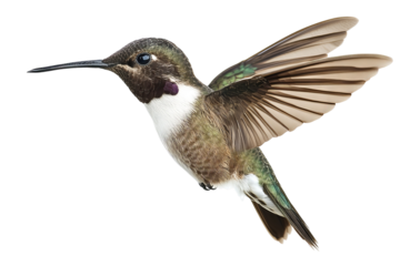 High-resolution black-chinned hummingbird hovering isolated on transparent background — realistic PNG cutout ideal for wildlife illustration, ornithology education and nature-themed web design