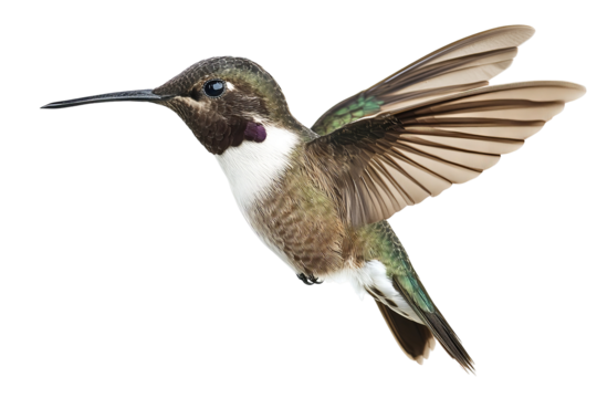High-resolution black-chinned hummingbird hovering isolated on transparent background — realistic PNG cutout ideal for wildlife illustration, ornithology education and nature-themed web design