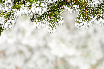 Snow-covered fir branches on top with empty blurred background