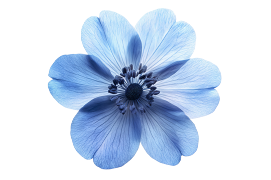 High-resolution isolated blue flower PNG on transparent background – realistic botanical cutout ideal for floral graphic design, wedding invitations, scrapbooking, and digital craft projects