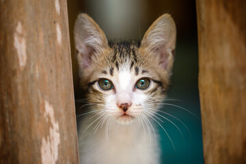 A Curious and Playful Kitten Peeking Through the Narrow Wooden Slats with Fascination